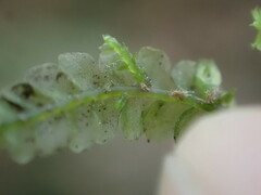 Chiloscyphus polyanthos