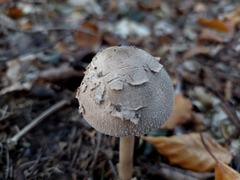 Macrolepiota mastoidea
