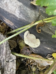 Trametes aesculi