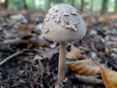 Macrolepiota mastoidea