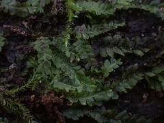 Chiloscyphus polyanthos