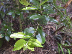 Myrceugenia planipes