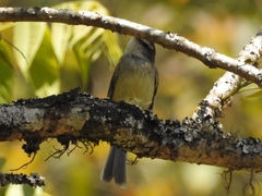 Mecocerculus leucophrys