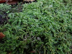 Chiloscyphus polyanthos