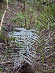 Blechnum chilense