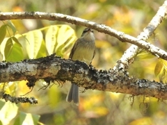 Mecocerculus leucophrys