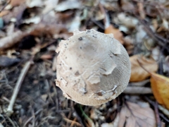 Macrolepiota mastoidea