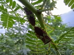 Prismatocerus prominulus