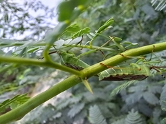 Prismatocerus prominulus