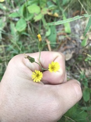 Hieracium scabrum