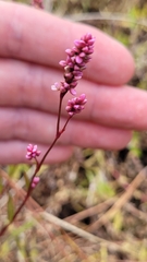Persicaria longiseta
