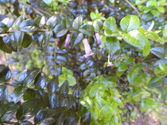 Rhaphithamnus spinosus