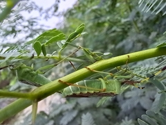 Prismatocerus prominulus