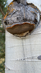Phellinus tremulae