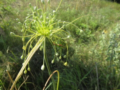 Allium flavum tauricum