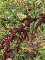 Rumex crispus