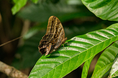 Caligo illioneus