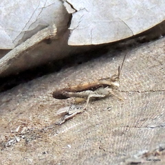 Morphacris fasciata