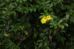 Allamanda cathartica