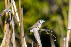Stizoptera bichenovii