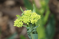 Senecio odoratus