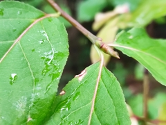 Euonymus latifolius