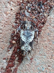 Aegomorphus jaspideus