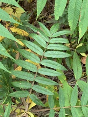 Stigmella intermedia