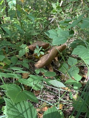 Leccinellum pseudoscabrum