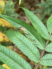 Stigmella intermedia