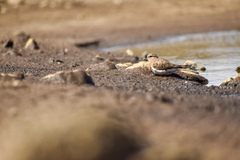 Charadrius modestus