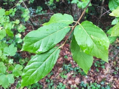 Euonymus latifolius
