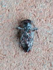 Aegomorphus jaspideus
