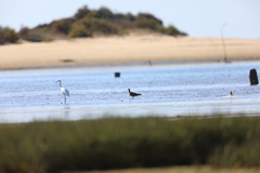 Numenius phaeopus phaeopus