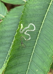 Stigmella intermedia