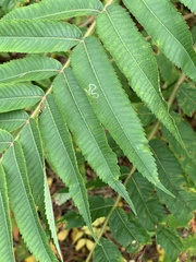 Stigmella intermedia