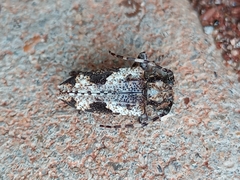 Aegomorphus jaspideus