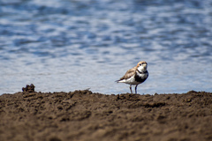 Charadrius falklandicus