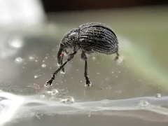 Ctenomeropsis nigra