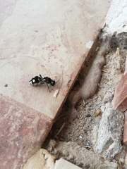 Hoplomutilla