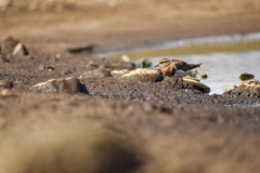 Charadrius modestus