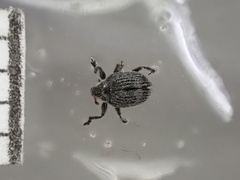 Ctenomeropsis nigra