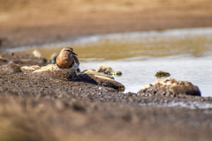Charadrius modestus