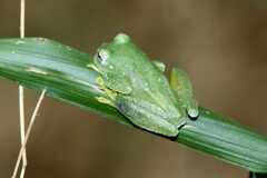 Vitreorana uranoscopa