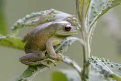 Aplastodiscus perviridis