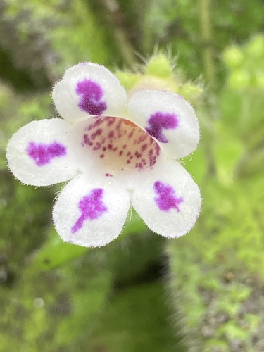 Diastema vexans