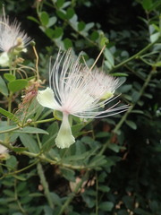 Capparis tomentosa