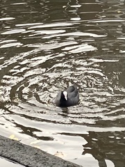 Fulica atra