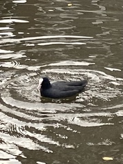 Fulica atra