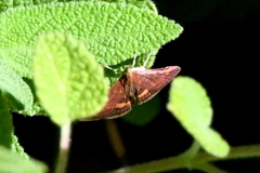Pyrausta californicalis